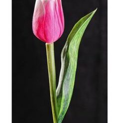 Tulipan bielo-ružový