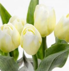 Tulipán bielo-žltý