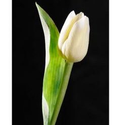 Tulipán bielo-žltý