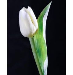 Tulipán biely