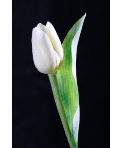 Tulipán biely