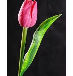 Tulipán ružový