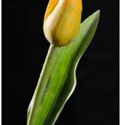 Tulipán tm.žltý
