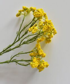 umelý kvet - Anethum žltý