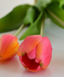 Kytička tulipánov - ružová