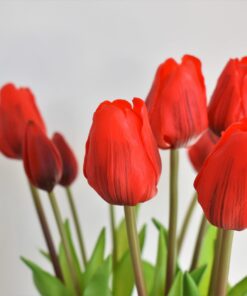 Kytička tulipánov