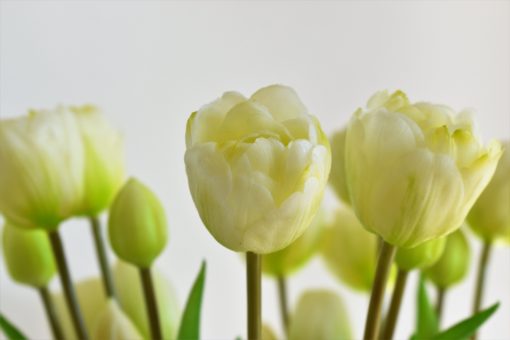 Kytička tulipánov- biele
