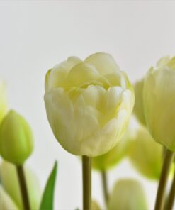 Kytička tulipánov- biele